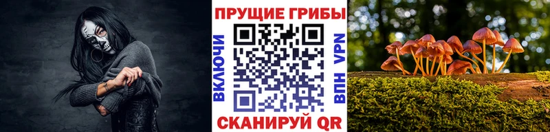Псилоцибиновые грибы Psilocybine cubensis где купить наркоту Мглин